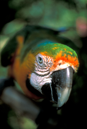 Green Parrot of the Bahamas : Travel Caribbean : Michael Ventura Photography, Washington DC, Portraits, Stock, Caribbean, Headshots, head, shots , Photographer, Photography