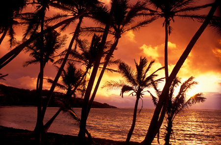 Sunset through the Palms of Bequia, Grenadines : Travel Caribbean : Michael Ventura Photography, Washington DC, Portraits, Stock, Caribbean, Headshots, head, shots , Photographer, Photography