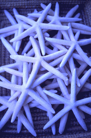 Basket full of souvenir star fish in Tarpon Springs, FL : Travel USA : Michael Ventura Photography, Washington DC, Portraits, Stock, Caribbean, Headshots, head, shots , Photographer, Photography